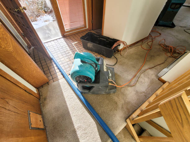 Best Mold removal after water damage  in Lubbock, TX